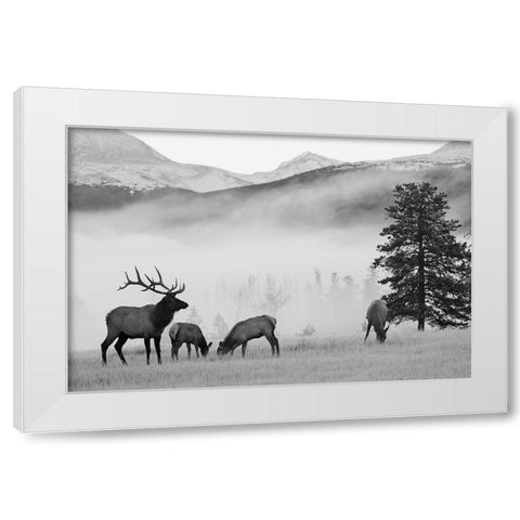 Mountain Elk White Modern Wood Framed Art Print by Delimont, Danita