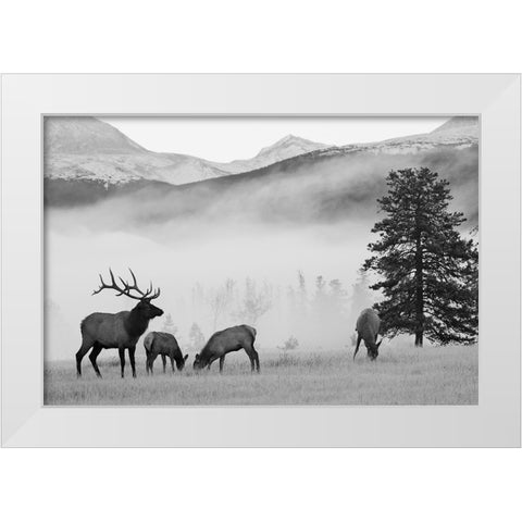Mountain Elk White Modern Wood Framed Art Print by Delimont, Danita