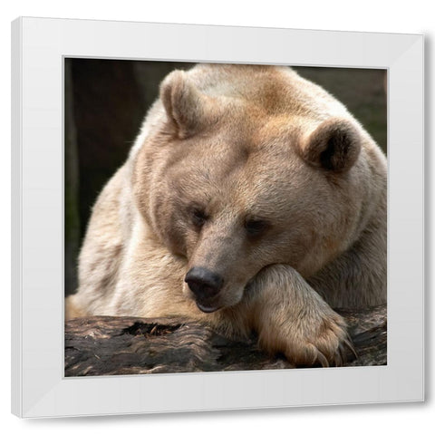 Bear Thoughts White Modern Wood Framed Art Print by Delimont, Danita