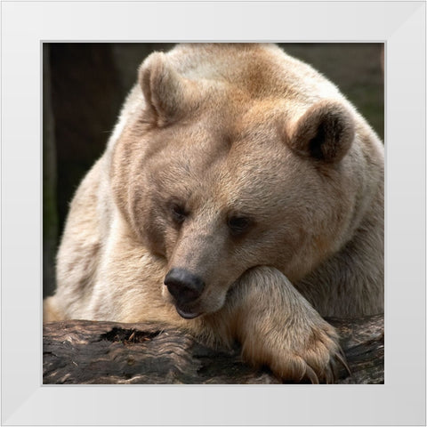 Bear Thoughts White Modern Wood Framed Art Print by Delimont, Danita