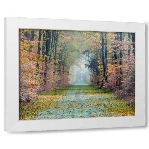 Enchanted Path White Modern Wood Framed Art Print by Delimont, Danita