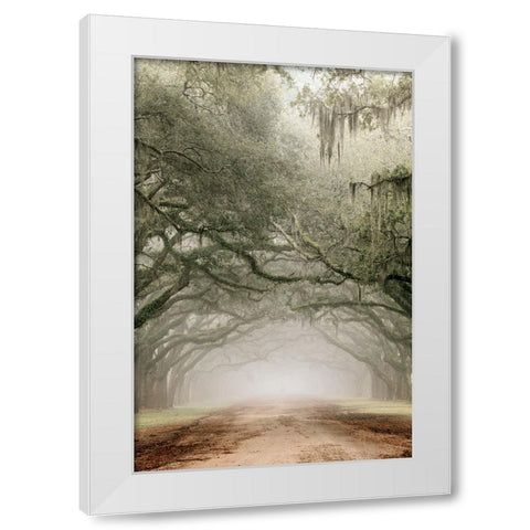 Plantation Drive White Modern Wood Framed Art Print by Delimont, Danita