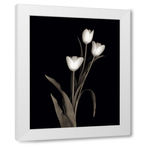 Tulip Pose I White Modern Wood Framed Art Print by Delimont, Danita