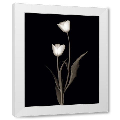 Tulip Pose II White Modern Wood Framed Art Print by Delimont, Danita