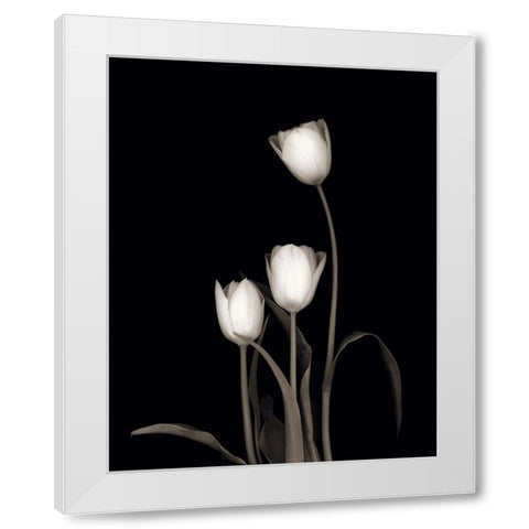 Tulip Pose III White Modern Wood Framed Art Print by Delimont, Danita