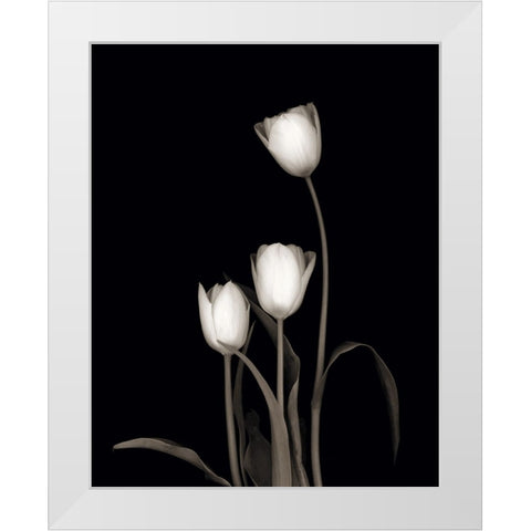 Tulip Pose III White Modern Wood Framed Art Print by Delimont, Danita