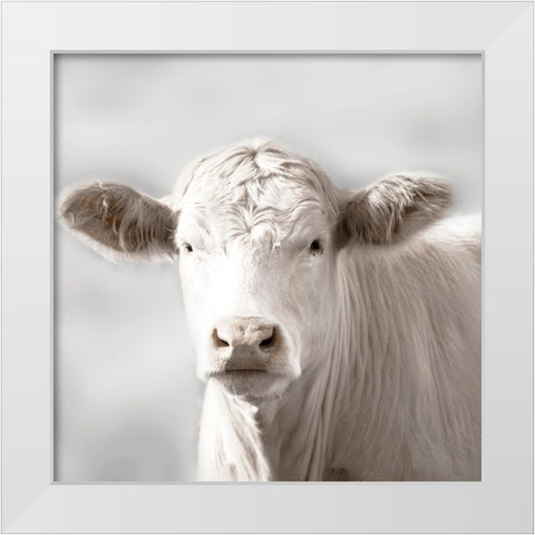 Soft Cow Grazing White Modern Wood Framed Art Print by Delimont, Danita