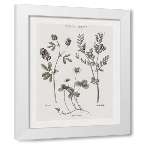 Multi Botanical I White Modern Wood Framed Art Print by Donovan, Kelly