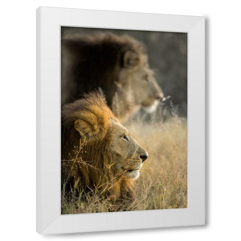 Lions in Morning White Modern Wood Framed Art Print by Delimont, Danita