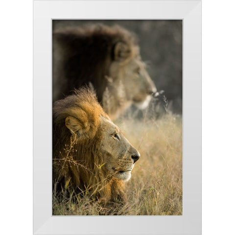 Lions in Morning White Modern Wood Framed Art Print by Delimont, Danita