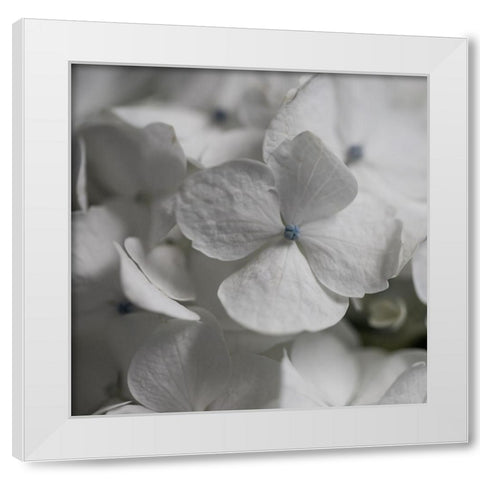 Hydrangea I White Modern Wood Framed Art Print by Robinson, Carol