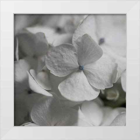 Hydrangea I White Modern Wood Framed Art Print by Robinson, Carol