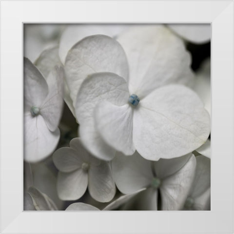 Hydrangea II White Modern Wood Framed Art Print by Robinson, Carol