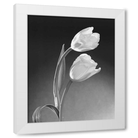 Tulip Duo White Modern Wood Framed Art Print by Stefanich, Dick and Diane