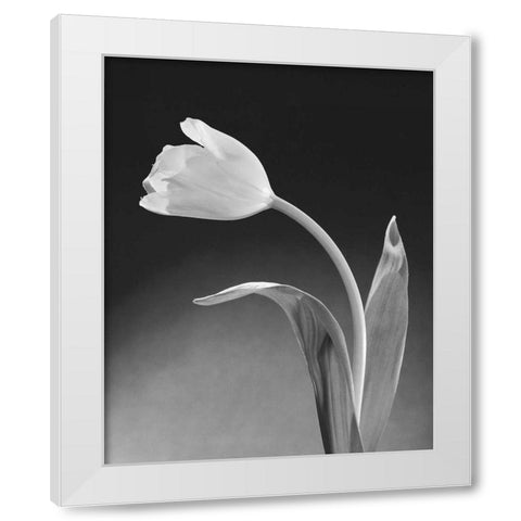 Solo Tulip White Modern Wood Framed Art Print by Stefanich, Dick and Diane