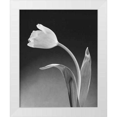 Solo Tulip White Modern Wood Framed Art Print by Stefanich, Dick and Diane