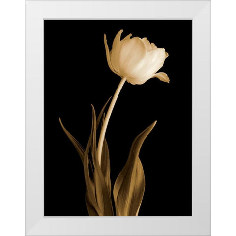 Classic Beauty White Modern Wood Framed Art Print by Britt, Charles