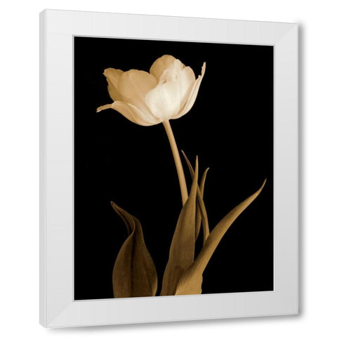 Splendid Beauty White Modern Wood Framed Art Print by Britt, Charles
