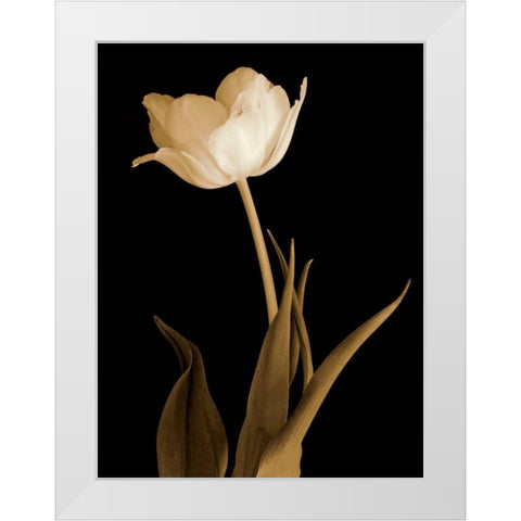 Splendid Beauty White Modern Wood Framed Art Print by Britt, Charles