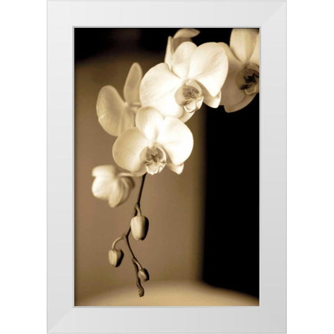 Exotic Blooms White Modern Wood Framed Art Print by Ryan, Cinzia