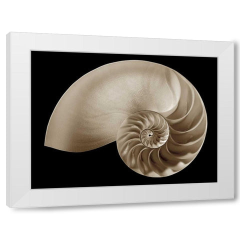 Ocean Keepsake II White Modern Wood Framed Art Print by Britt, Charles
