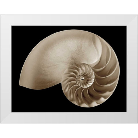 Ocean Keepsake II White Modern Wood Framed Art Print by Britt, Charles