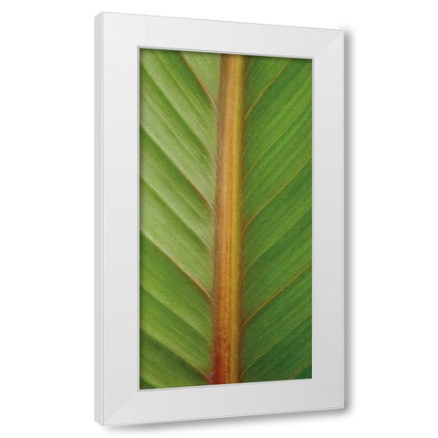 Verdant Trio II White Modern Wood Framed Art Print by Maihara/Watt, Jeff/Boyce