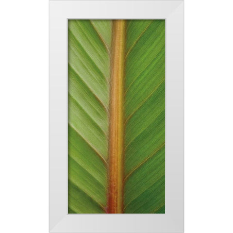 Verdant Trio II White Modern Wood Framed Art Print by Maihara/Watt, Jeff/Boyce
