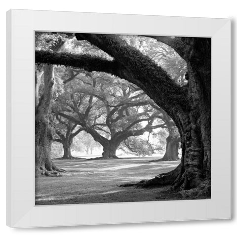 Oak Alley, West Row White Modern Wood Framed Art Print by Guion, William