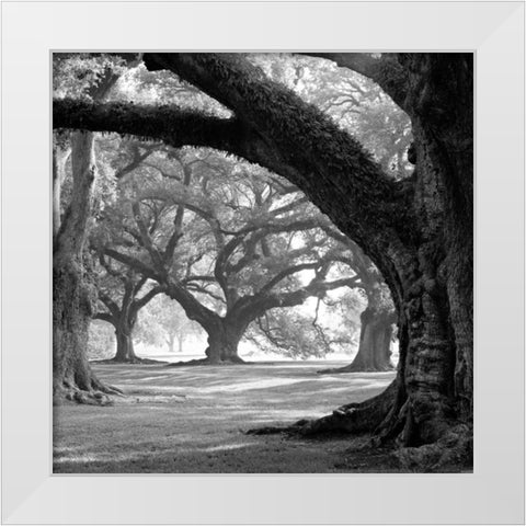 Oak Alley, West Row White Modern Wood Framed Art Print by Guion, William