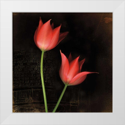 Species Tulips White Modern Wood Framed Art Print by Filler, Rick