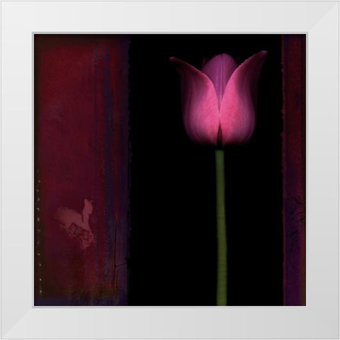 Red Tulip I White Modern Wood Framed Art Print by Filler, Rick