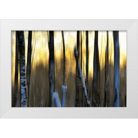 The Forest at Dawn White Modern Wood Framed Art Print by Pelkey, Marvin