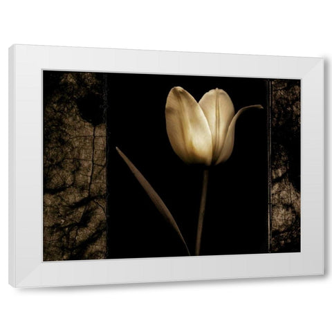 White Tulipa I White Modern Wood Framed Art Print by Filler, Rick
