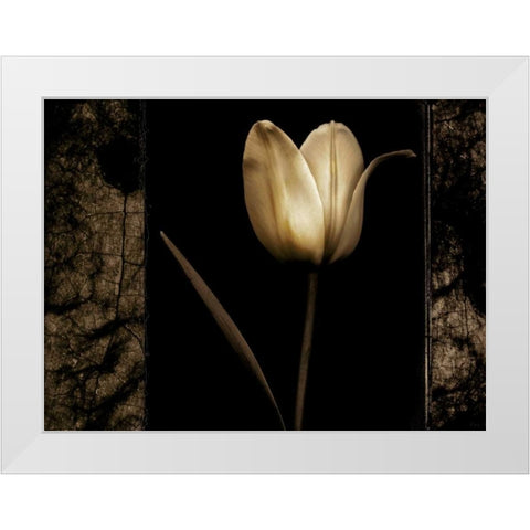 White Tulipa I White Modern Wood Framed Art Print by Filler, Rick