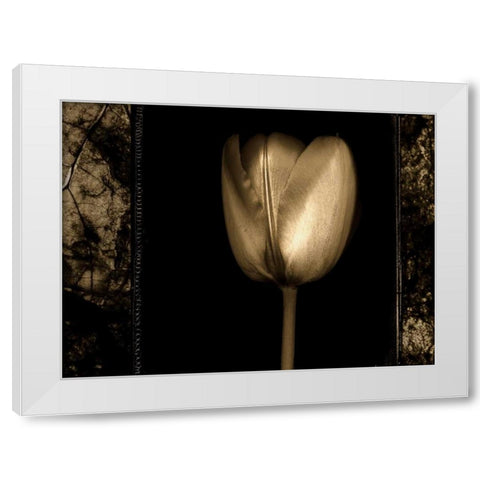White Tulipa II White Modern Wood Framed Art Print by Filler, Rick