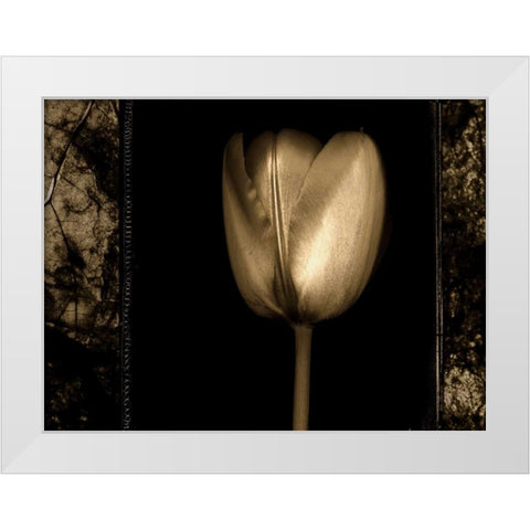 White Tulipa II White Modern Wood Framed Art Print by Filler, Rick