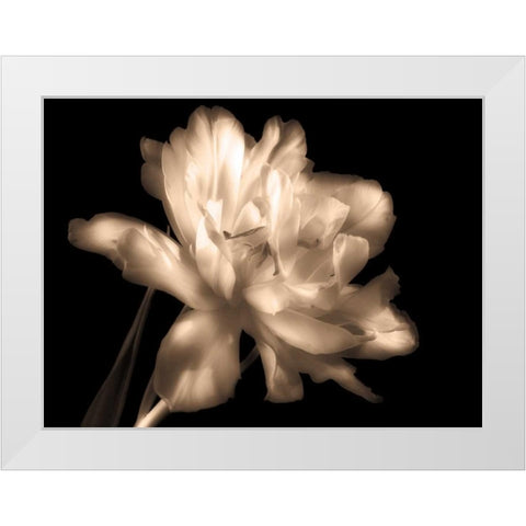 Double Dappled II White Modern Wood Framed Art Print by Britt, Charles