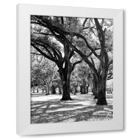 Oak Tree Study White Modern Wood Framed Art Print by Maihara/Watt, Jeff/Boyce