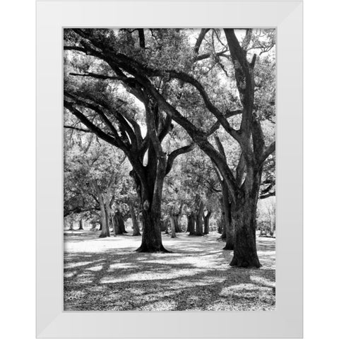 Oak Tree Study White Modern Wood Framed Art Print by Maihara/Watt, Jeff/Boyce