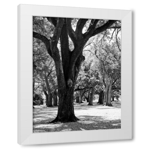 Oak Tree Study White Modern Wood Framed Art Print by Maihara/Watt, Jeff/Boyce