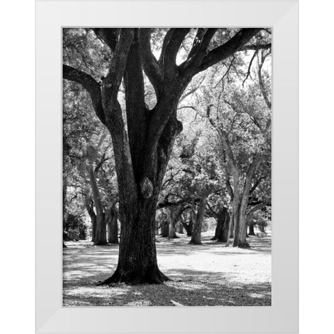 Oak Tree Study White Modern Wood Framed Art Print by Maihara/Watt, Jeff/Boyce