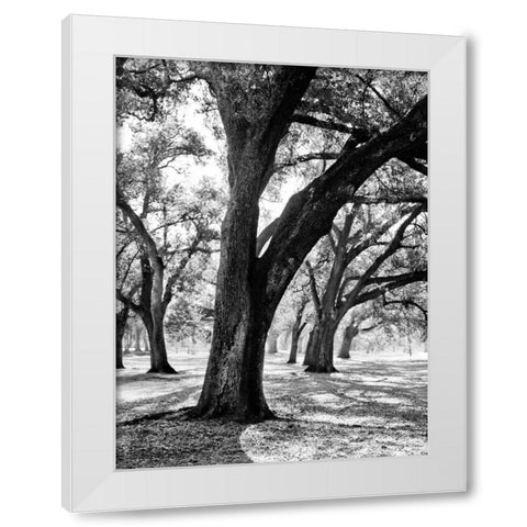 Oak Tree Study White Modern Wood Framed Art Print by Maihara/Watt, Jeff/Boyce