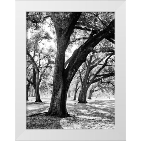 Oak Tree Study White Modern Wood Framed Art Print by Maihara/Watt, Jeff/Boyce