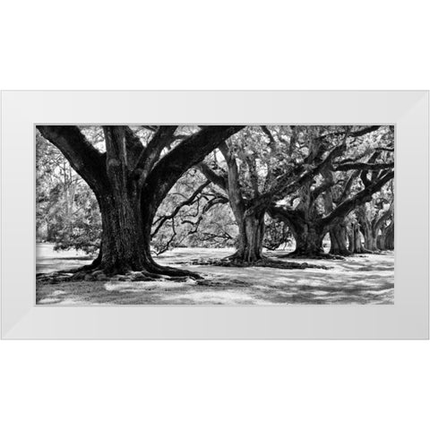 Majestic Oaks I White Modern Wood Framed Art Print by Maihara, Jeff
