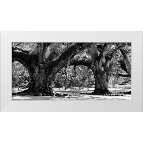 Majestic Oaks II White Modern Wood Framed Art Print by Maihara, Jeff