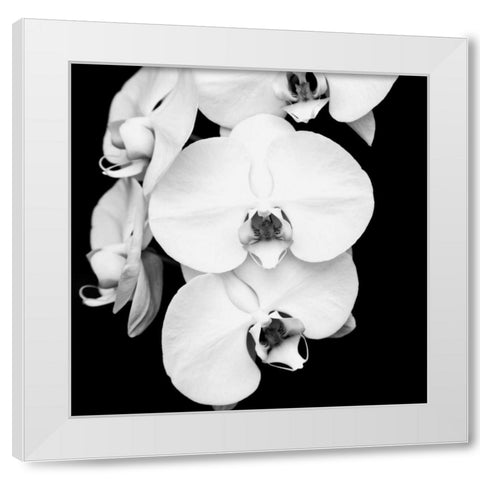 Orchid Portrait I White Modern Wood Framed Art Print by Maihara, Jeff