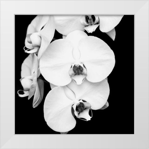 Orchid Portrait I White Modern Wood Framed Art Print by Maihara, Jeff