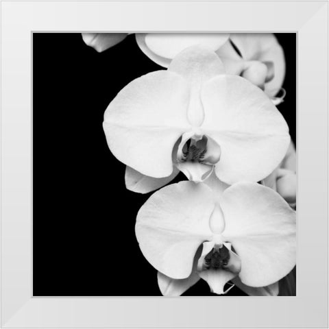 Orchid Portrait II White Modern Wood Framed Art Print by Maihara, Jeff
