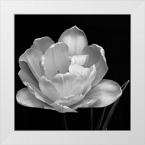 Summers Comfort White Modern Wood Framed Art Print by Britt, Charles